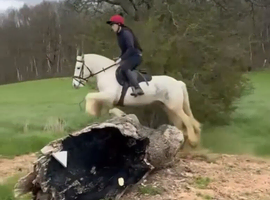 13hh blue and white cob