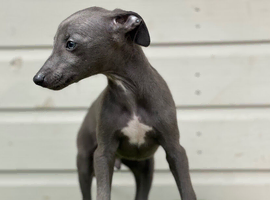 Whippet pups