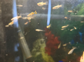 Baby guppies
