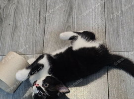 5 beautiful main coon mix kittens