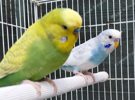 6 baby splits budgies