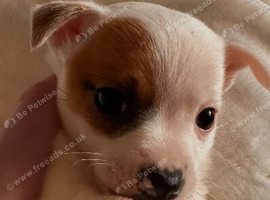 Beautiful little man