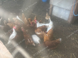 Brown hens