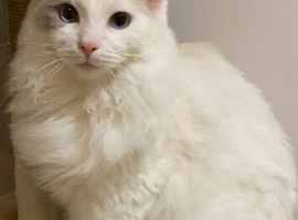 Stunning Ragdoll Male for Sale