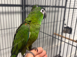 Hand Reared Baby Hahns Macaws