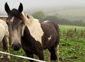Cob x Warmblood Coloured 3 yr old