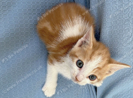 Kittens
