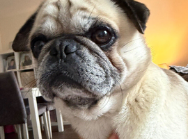 4 year old male pug up for stud