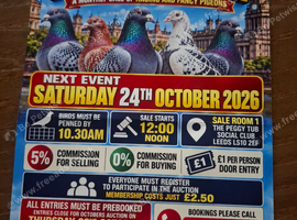 Fancy Pigeons