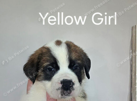2 Female Saint Bernard Puppies