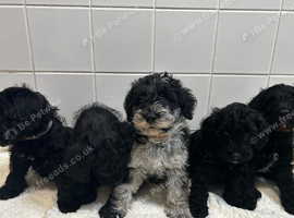 Miniature F1 Schnoodle Puppies