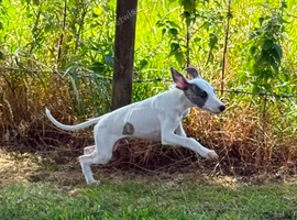 Whippet x Italian Greyhound Male puppies