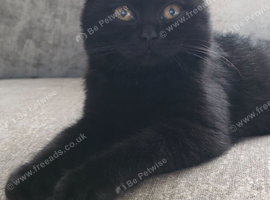 Chocolate British shorthair