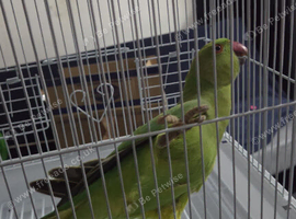 Green ringneck