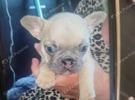 French bull dog puppies for sale