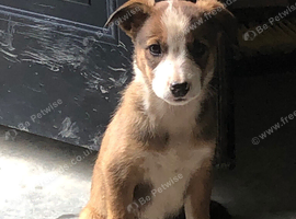 Welsh Sheepdog pups