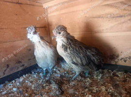 Rumples belgium bantams hens
