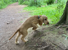 Cocker spaniel