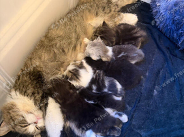 Cute Persian babies rare chocolate brown colour boy
