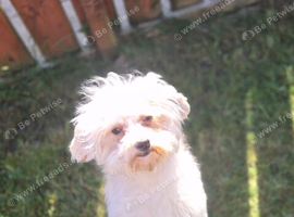 2 year old Maltipoo