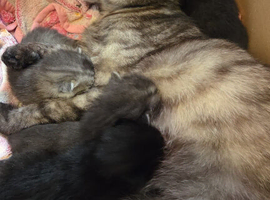 5 bootiful siberian/ragdoll kittens for sale!