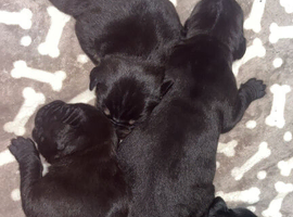 Gorgeous Canecorso/staffy/rottie pups