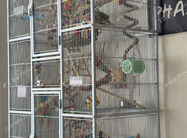 Green cheek baby