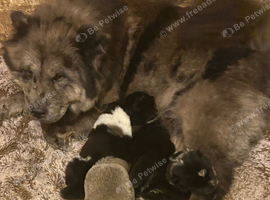 Last merle female chow chow puppy ready to leave