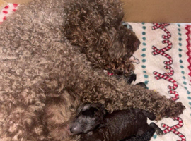 F2 cockapoo puppies 2 girls 2 boys left