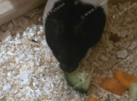 Hamster