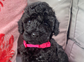 Cockapoo girl puppies ready now