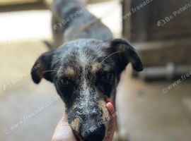 Welsh sheepdog x kelpie