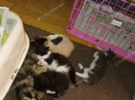 Kittens
