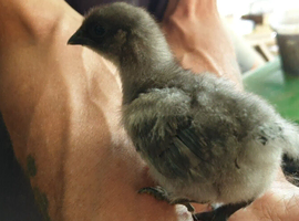 Easter egger chicks