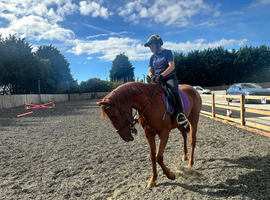 Registered Appaloosa x 15.3hh