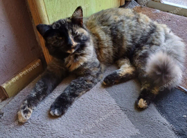 Tortie for sale 2 year old