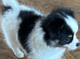 Stunning long haired Chihuahua puppy
