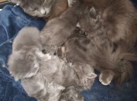 6 beautiful gray long hair British blue