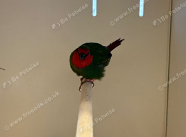 Hen Parrot Finch