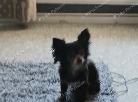 Lovely chihuahua female