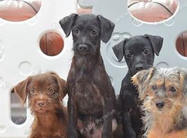 1st vaccine&rsquo;s & READY NOW Miniature Patterpoo&rsquo;s