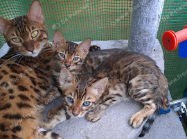 Brown bengal boys