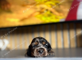 Miniature dachshund pups
