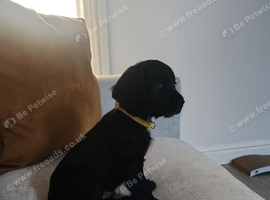 Beautiful female cocker called evie