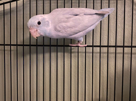 Bonded pair of parrotlets