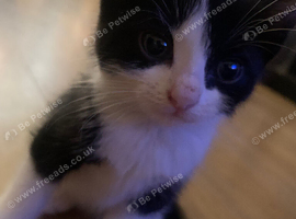 3 female kittens for sale
