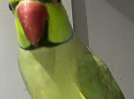 Indian ring neck parrot for salr