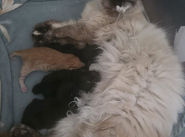 Kittens
