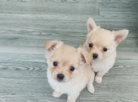 Chihuahua puppies