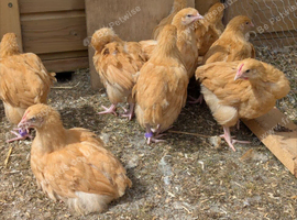 Buff Orpington LF Pullets available